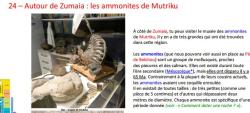 sites_geologiques_mutriku_autour_de_zumaia_les_ammonites