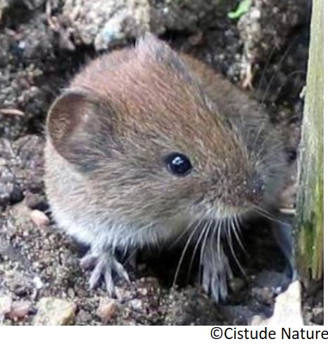 campagnol_des_pyrenees_ou_de_gerbe_le_microtus_gerbei_lursagu_piriniarra_eu_topillo_pirenaico_es_
