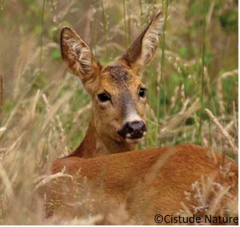 chevreuil_le_capreolus_capreolus_orkatz_eu_corso_es_