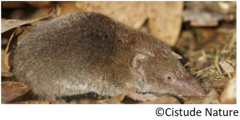 crocidure_musette_la_crocidula_russala_satitsu_arrunta_eu_musarana_gris_es_