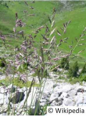 fetuque_pruineuse_festuca_rubra_subsp_pruinosa_