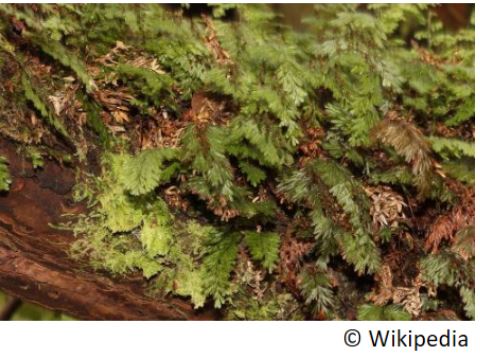 fougere_rare_hymenophyllum_tunbridgense_