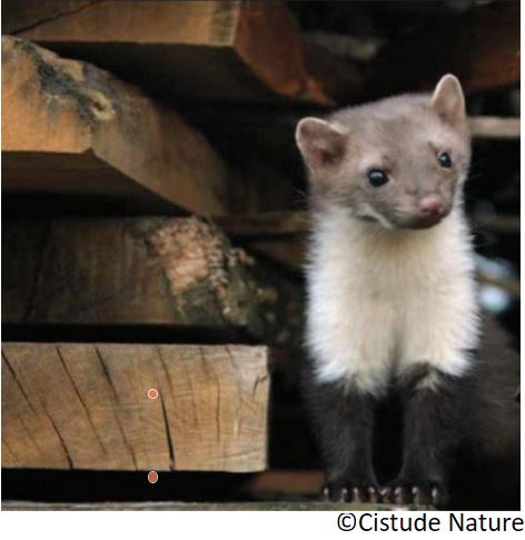 fouine_la_martes_foina_lepazuria_eu_garduna