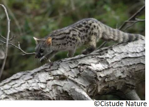 genette_la_genetta_genetta_katajineta_arrunta_eu_gineta_es_