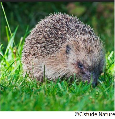 herisson_le_erinaceus_europaeus_sagarroi_arrunta_eu_erizo_europea_occidental_es_