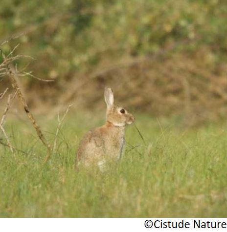 lapin_de_garenne_le_oryctolagus_cuniculus_mendi_untxi_eu_conejo_es_