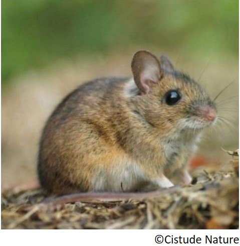 mulot_sylvestre_le_apodemus_sylvaticus_basasagua_eu_raton_de_campo_es_