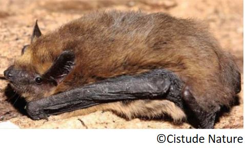 pipistrelle_commune_la_pipistrellus_pipistrellus_saguzar_arrunt_eu_murcielago_enano_es_