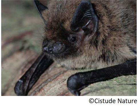 pipistrelle_de_kuhl_la_pipistrellus_kuhli_kuhli_saguzar_eu_murcielago_de_borde_claro_es_