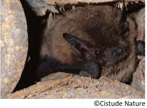 pipistrelle_de_nathusius_la_pipistrellus_nathusii_nathusius_pipistrelo_eu_murcielago_de_nathusius_es_