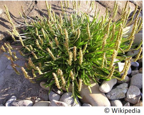 plantain_maritime_plantago_maritima_
