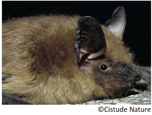 serotine_commune_la_eptesicus_serotinus_baratze_sagusar_eu_murcielago_de_huerta_es_