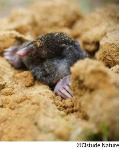 taupe_la_talpa_europea_sator_arrunta_eu_topa_europea_es_