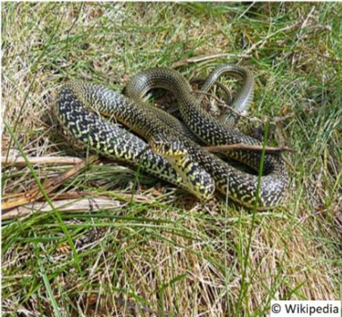 couleuvre_helvetique_la_natrix_helvetica_suge_gorbatadun_helvetiarra_eu_culebra_de_collar_helvetica_es_