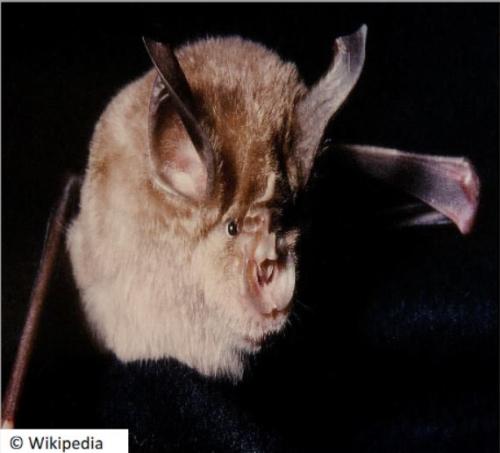 grand_rhinolophe_le_rhinolophus_ferrumequinum_ferra_saguzar_handi_eu_murcielago_grande_de_herradura_es_