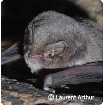 minioptere_de_schreibers_le_miniopterus_schreiberii_shreibers_saguzar_eu_murcielago_troglodita_es_