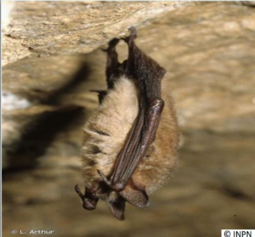 murin_a_oreilles_echancrees_le_myotis_emarginatus_geoffroy_saguzar_eu_murcielago_de_oreja_partida_es_