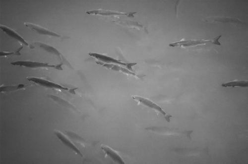 residence_art_science_2024_2025_dans_le_cadre_du_programme_arriskua