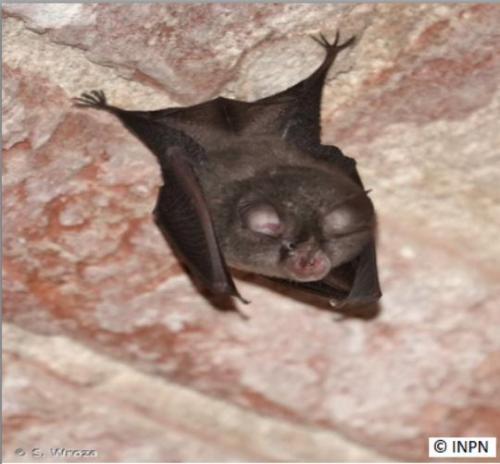 petit_rhinolophe_le_rhinolophus_hipposideros_ferra_saguzar_txiki_eu_murcielago_de_terradura_es_