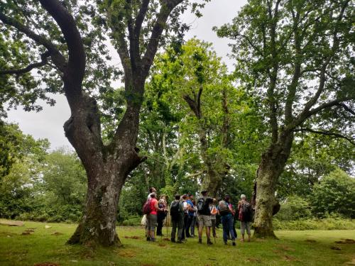 intervention_devant_l_un_des_plus_vieux_arbres_tetards_du_massif_larrun_xoldokogaina