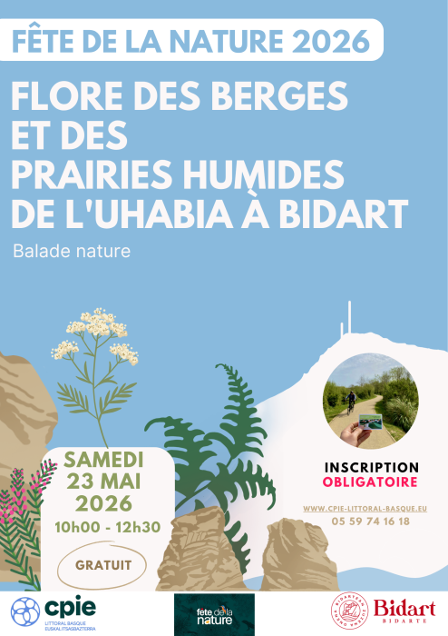 flore_des_berges_et_des_prairies_humides_de_l_uhabia_espace_naturel_a_bidart_