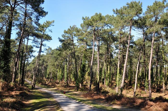 sortie_nature_ens_une_foret_vivante_dans_la_ville_a_anglet
